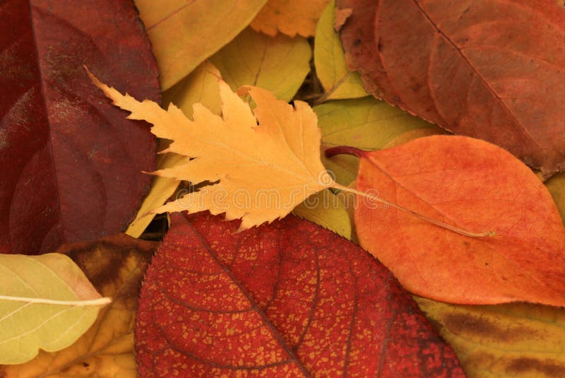 Fall Leaves stock photography