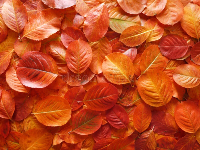 Fall leaves stock image