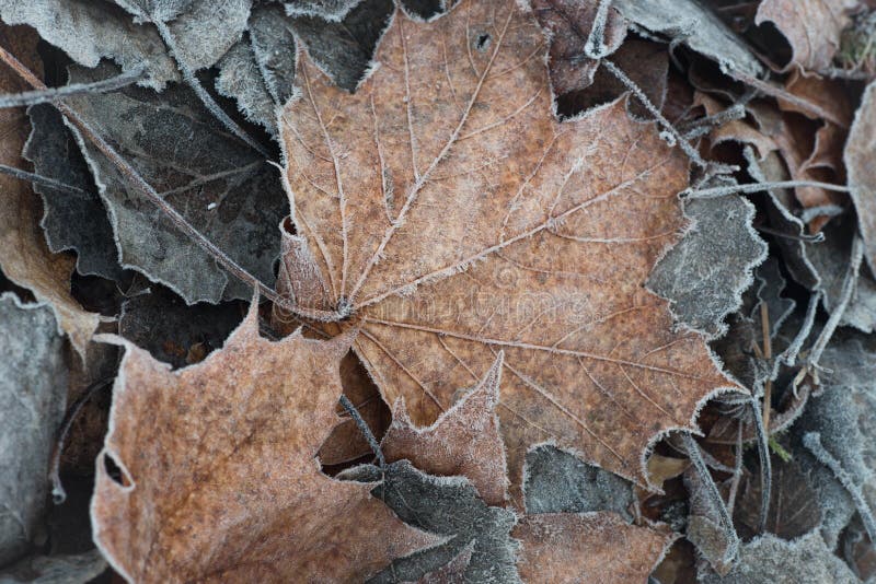 Fall leaves with hoarfrost