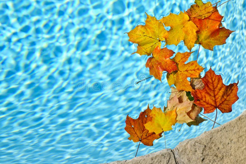 Fall leaves floating in pool royalty free stock photos