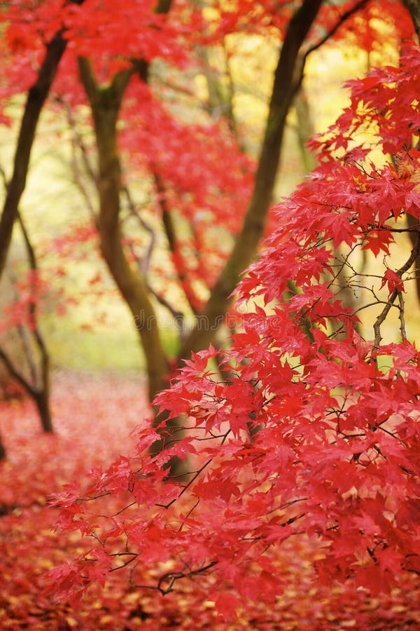 A forest of trees framed by a carpet of fallen leaves on the ground and a large number of leaves on the branches. Distant trees of yellow and green can be viewed through the branches of the foreground woods. A forest of trees framed by a carpet of fallen leaves on the ground and a large number of leaves on the branches. Distant trees of yellow and green can be viewed through the branches of the foreground woods