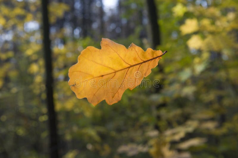 Fall leaves oaktree stock image. Image of design, forest 21502033