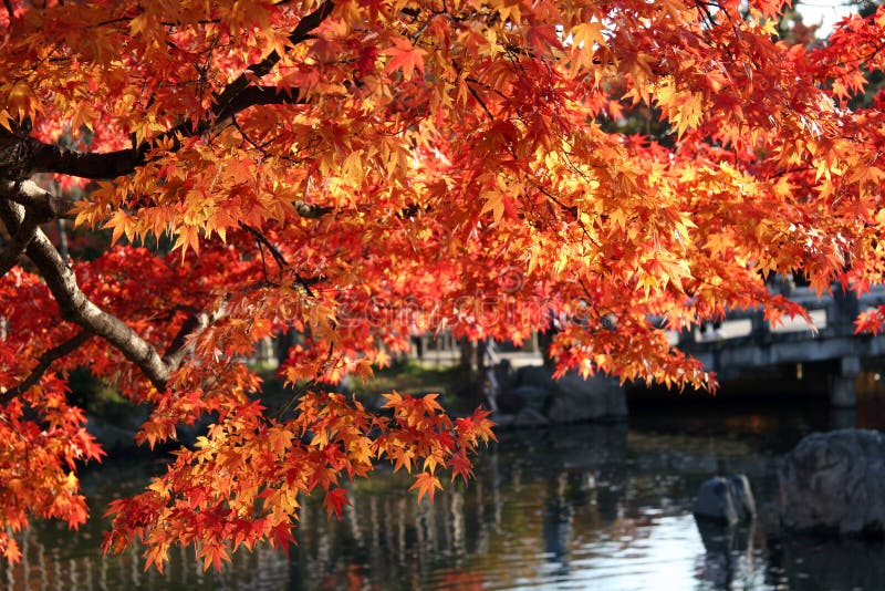 Fall leaves over water.