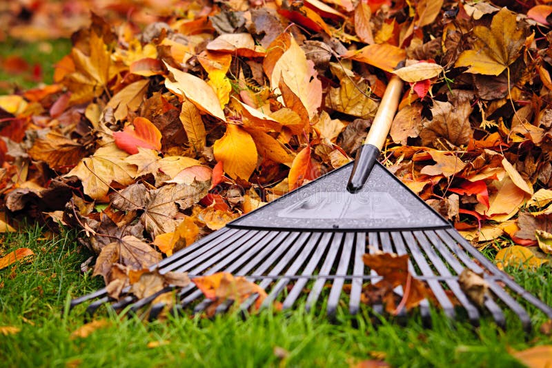 Fall leaves with rake stock photography