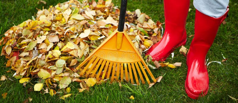 Leaves rake stock photo. Image of pile, season, green - 17664858