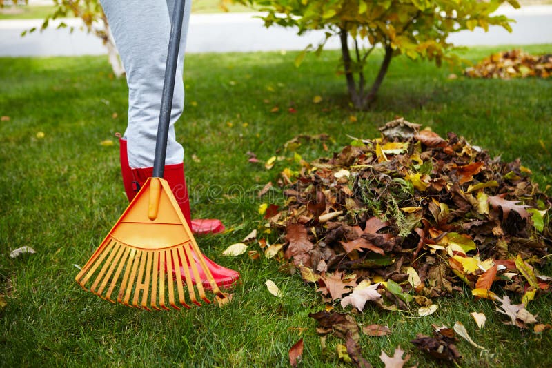 Fall leaves with rake stock photo. Image of fall, cleanup 47286926