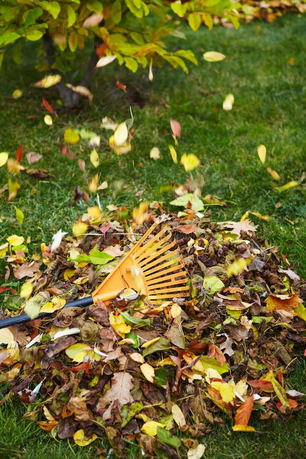 Fall leaves with rake stock image. Image of foliage, leaf - 47286917