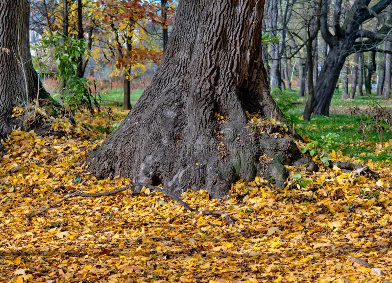 Download Fall leaves trees stock image. Image of design, natural - 45023455
