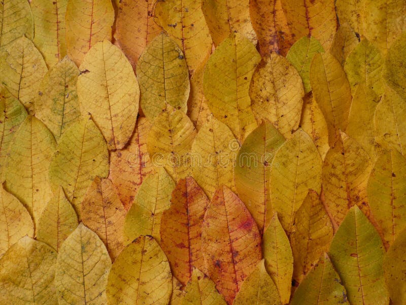 Fall leaves stock photography
