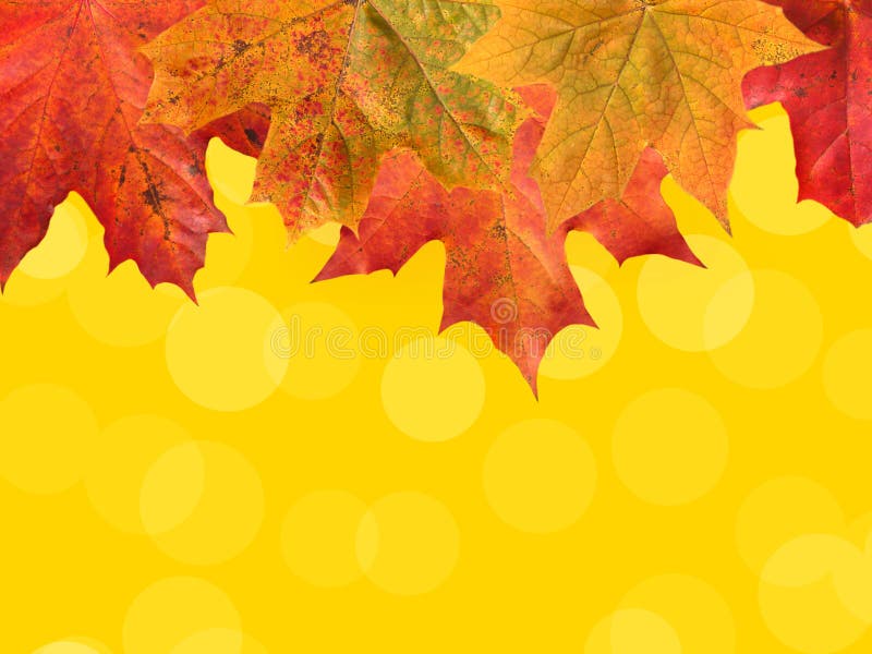 Fall leaves on the yellow background stock images