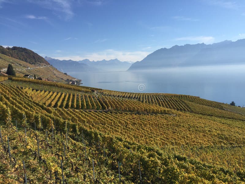 Lavaux, UNESCO, vineyards, Epesses, Switzerland stock images Lavaux, UNESCO, vineyards, Epesses, Switzerland stock images