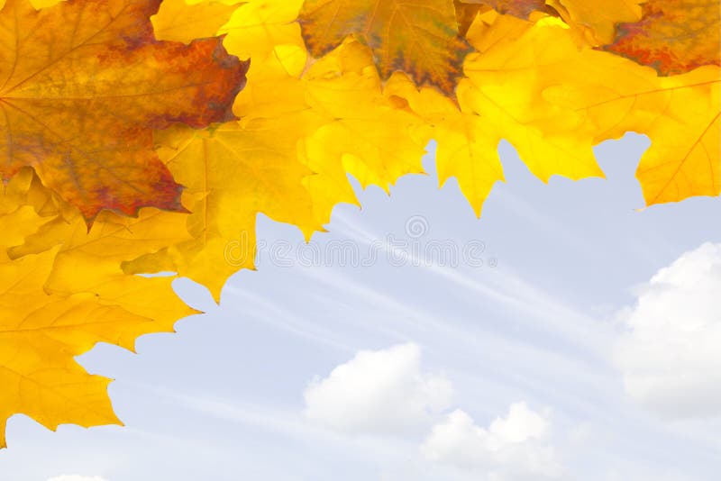 Leaves Blowing in the Wind stock photo. Image of leaf 17881732