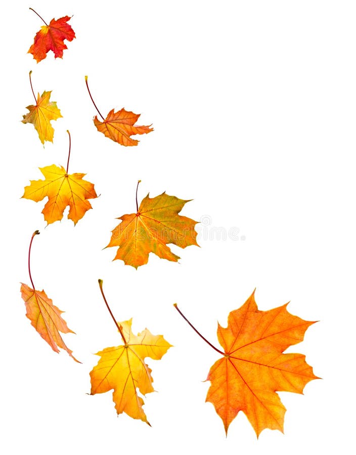 Fall maple leaves background stock image Fall maple leaves background stock image