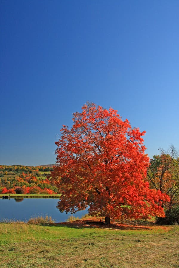 Fall maple tree and pond