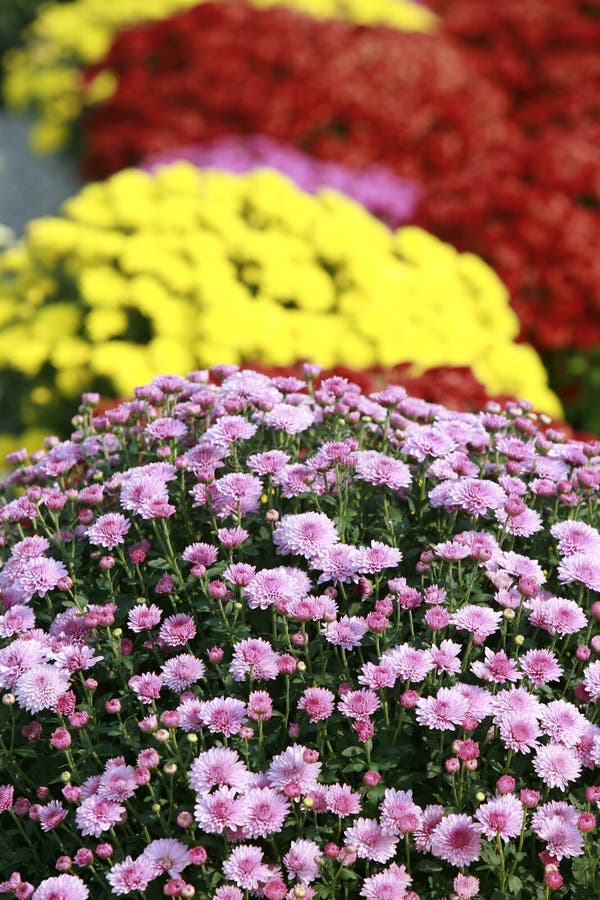 Fall Mums