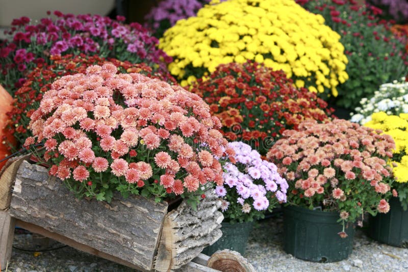 Fall Mums