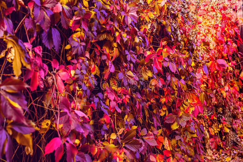 red fall leaves background