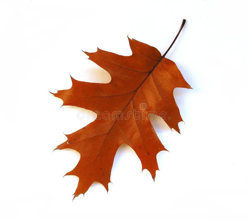 My Image 26