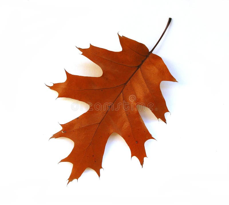 Fall oak leaf on white background