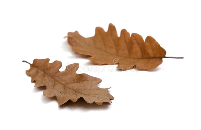 Fall oak leaves