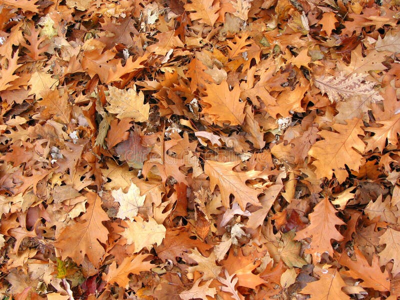 Fall oak leaves background