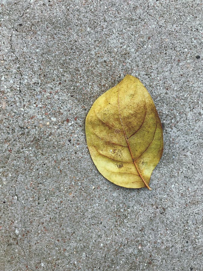 Fall Off the Tree with Copy Space, Texture Pattern Background Concept