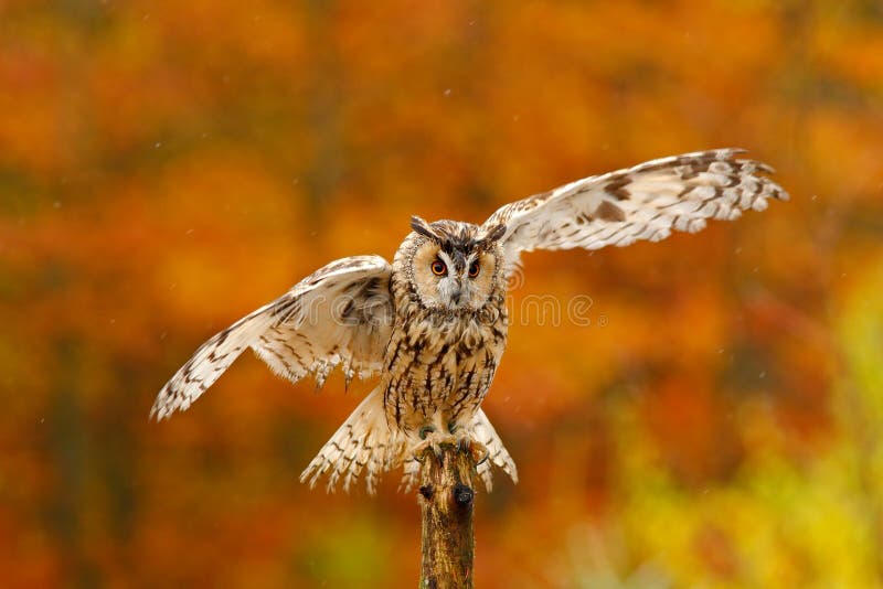 Fall orange forest with wild owl. Cute bird in the nature. Owl with open wings. Owl in orange autumn leaves forest. Long-eared Owl
