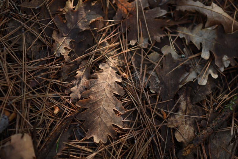 Autumn Lef stock photo Autumn Lef stock photo