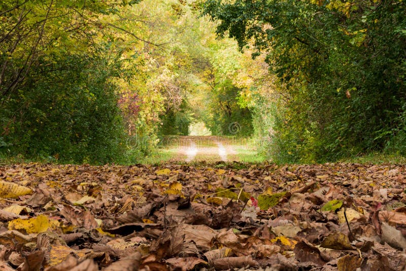 Fall Path Covered in Leaves Stock Image Image of beauty, outdoor