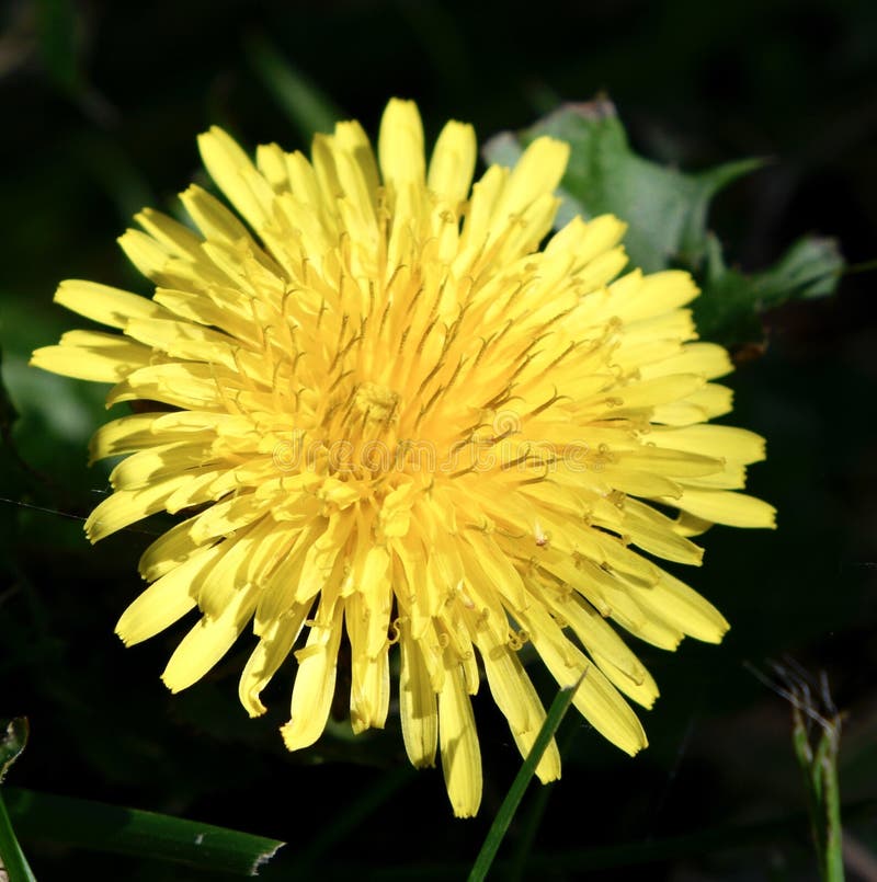 Dandelion in Full Bloom royalty free stock image Dandelion in Full Bloom royalty free stock image