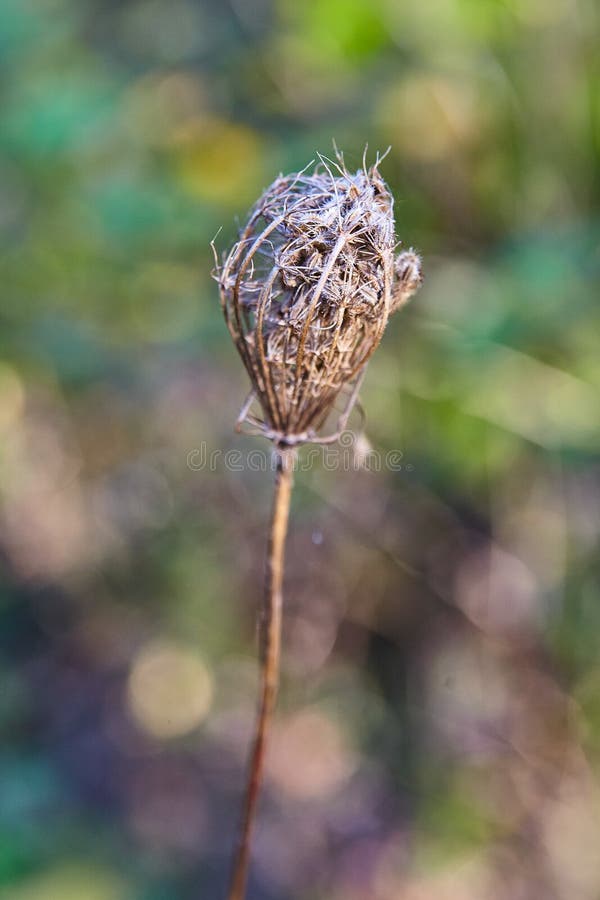 Fall plant brown detail macro royalty free stock images