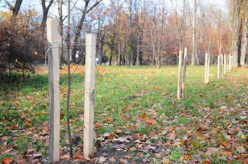 Fall planting of trees and shrubs. Planting a Trees Correctly with Two Stakes in Autumn. royalty free stock image Fall planting of trees and shrubs. Planting a Trees Correctly with Two Stakes in Autumn. royalty free stock image