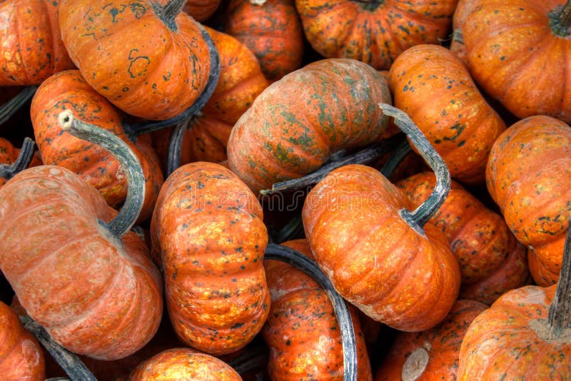 Fall Pumpkin Gourds