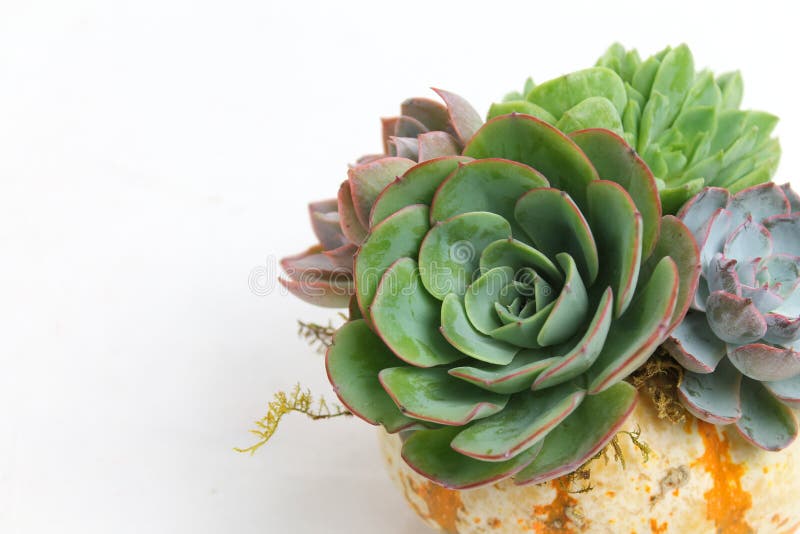 Fall Pumpkin with Succulents Wallpaper Design Stock Photo - Image of text, autumn: 160222356 Fall Pumpkin with Succulents Wallpaper Design Stock Photo - Image of text, autumn: 160222356