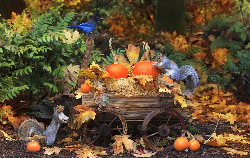 Fall Pumpkins in Wagon with Grey Squirrels and Jay royalty free stock images Fall Pumpkins in Wagon with Grey Squirrels and Jay royalty free stock images