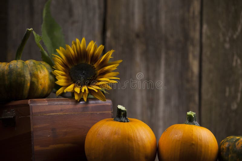 Fall pumpkins with yellow sunflower