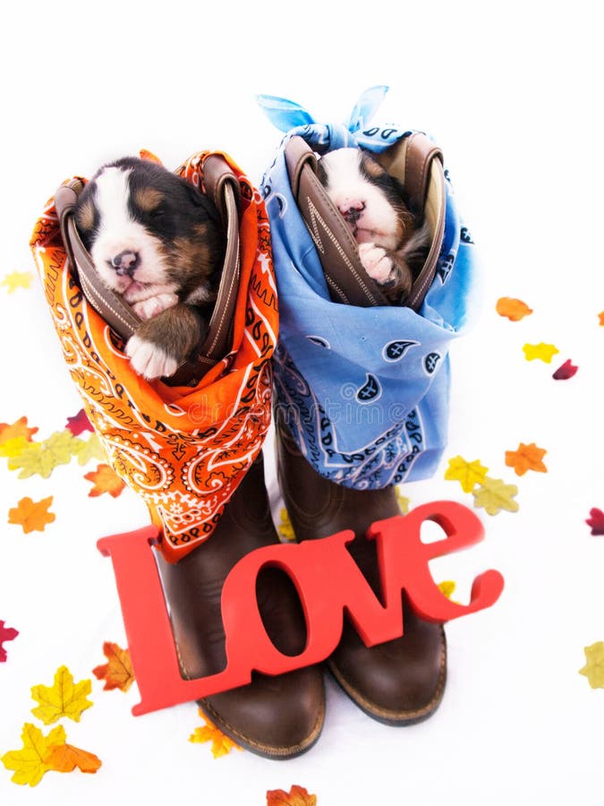 Bernese Mountain Dog Puppy Sleeping in a Boot Stock Photo Image of