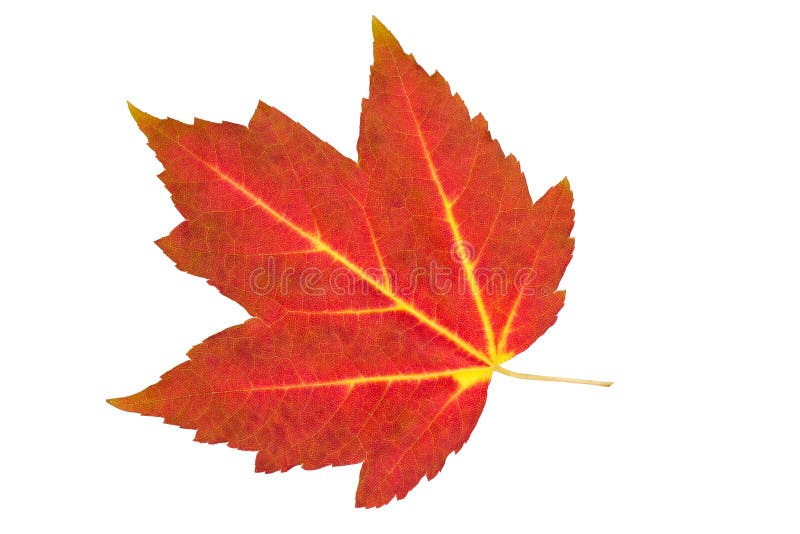 Maple Leaves Photos, Download The BEST Free Maple Leaves Stock Photos & HD  Images