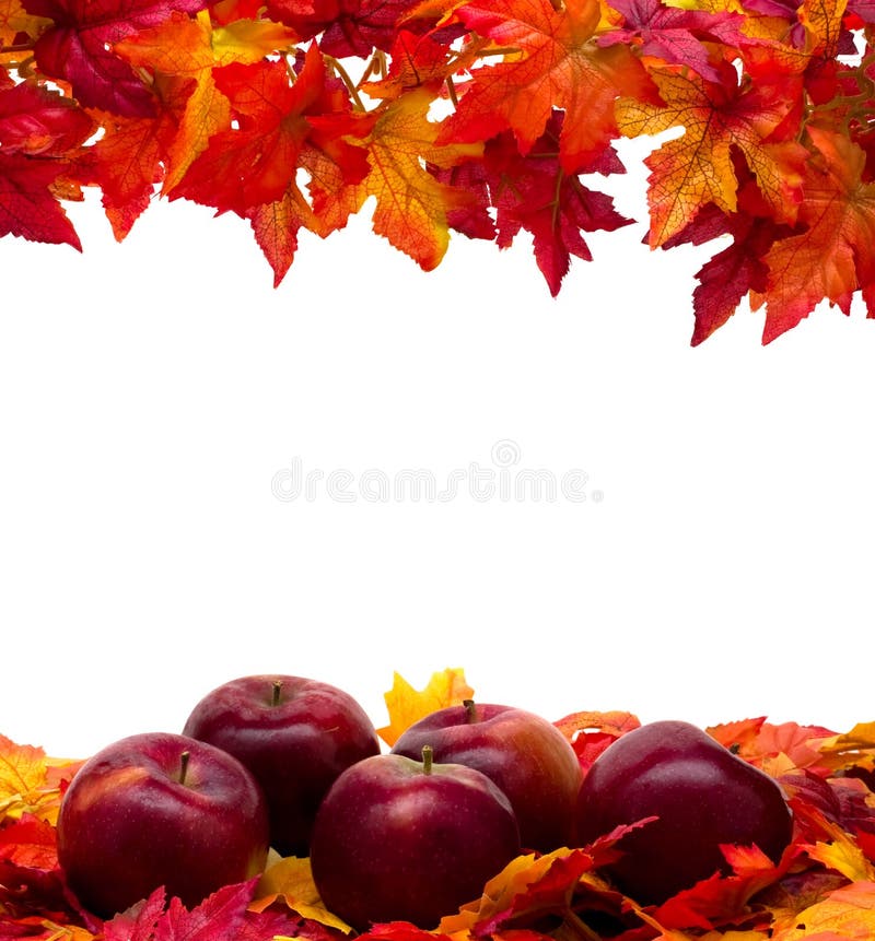 Fall leaves with red apples on white background, fall scene. Fruit scene stock images, royalty-free photos and pictures