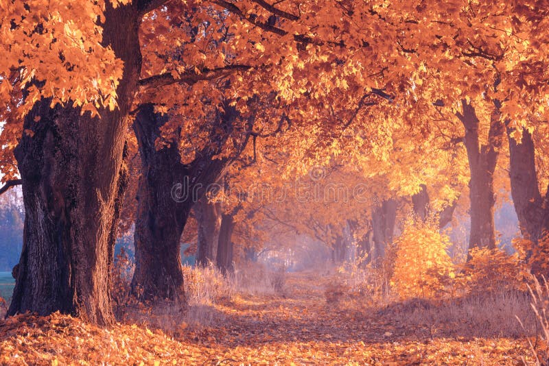 Fall Scenery Autumn In Wallpapers Backgrounds