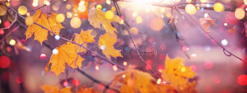 Fall Scene. Bokeh effect. Trees and Leaves in Sunlight Rays