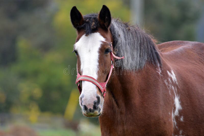 Fall Scene of a Clydesdale Horse with Burdocks in Mane Stock Image