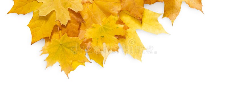 Fall season background, yellow maple leaves