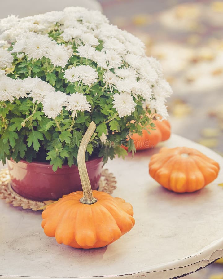 Fall Season Table Decoration on the Table Stock Image Image of
