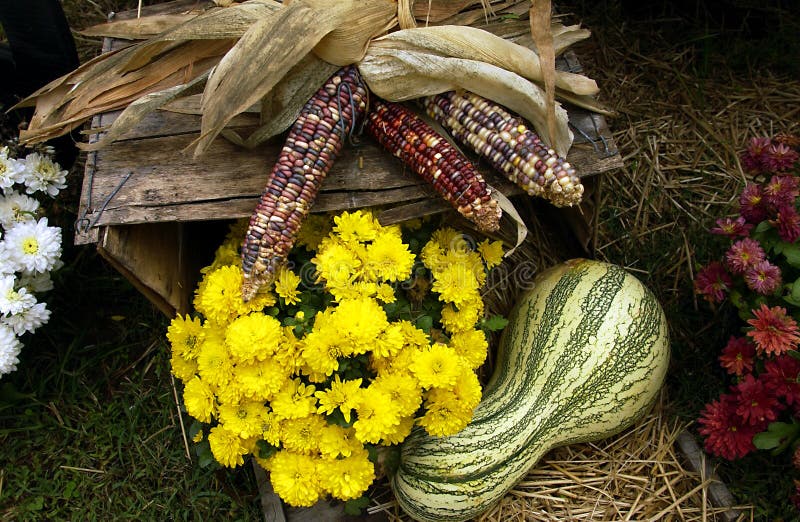 Fall-Szene mit Mais, Mamas und einem Kürbis stockbild Fall-Szene mit Mais, Mamas und einem Kürbis stockbild