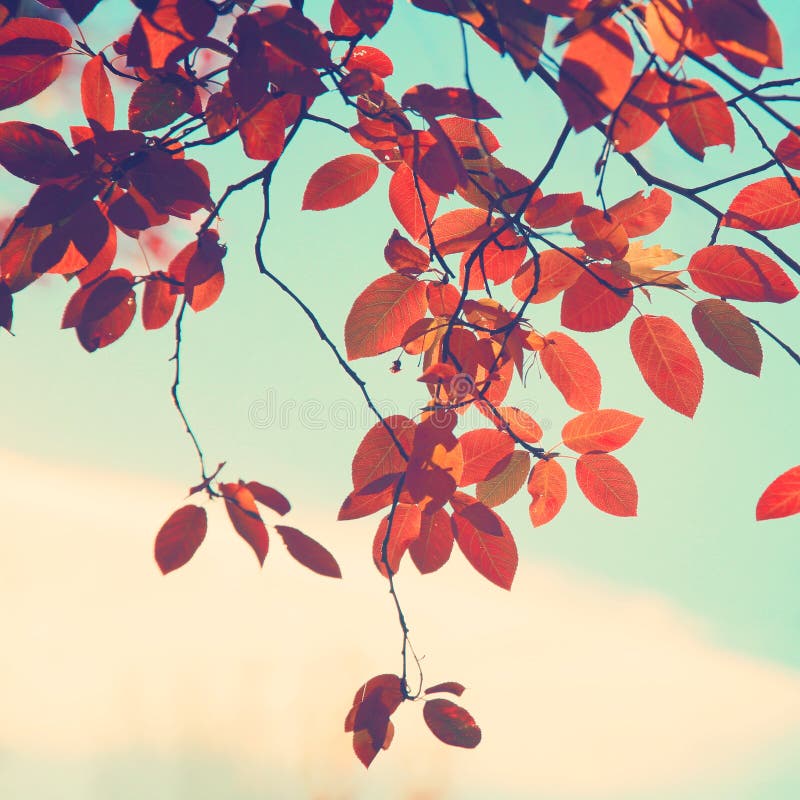 Fall tree background