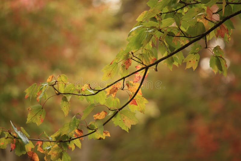 Fall Tree Branch Stock Image Image Of Autumn Leaf Landscape 43950761