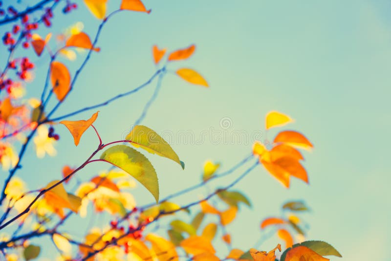 Fall tree