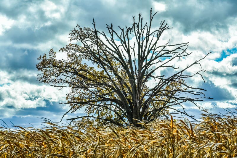 Fall Tree, Half Bare, Blowing Corn in Wind, Cloudy