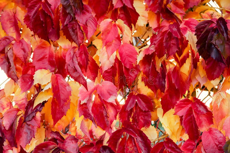 Fall tree leafs background